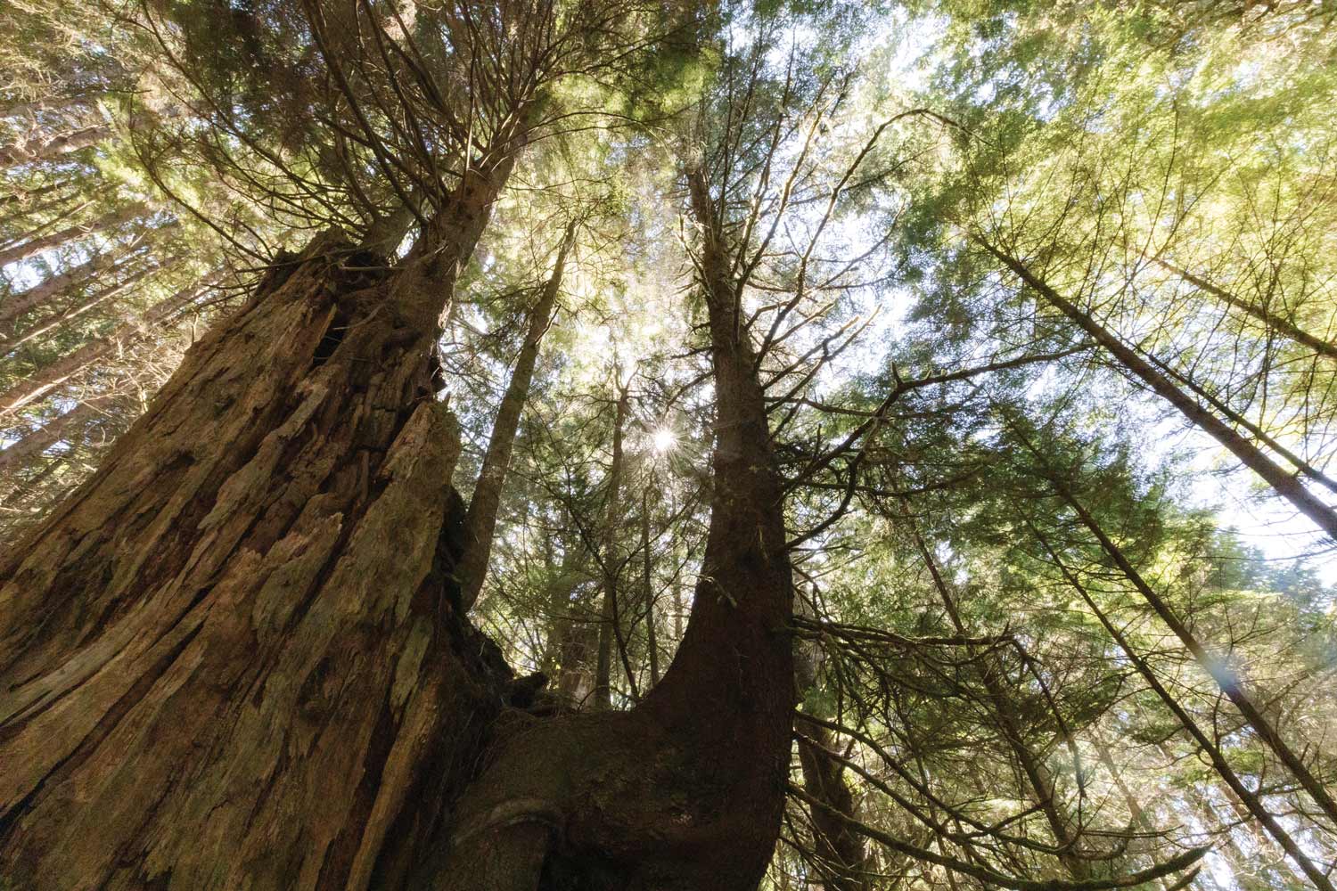 Recruiting Old-Growth Forest is an Act of Faith - Asparagus Magazine