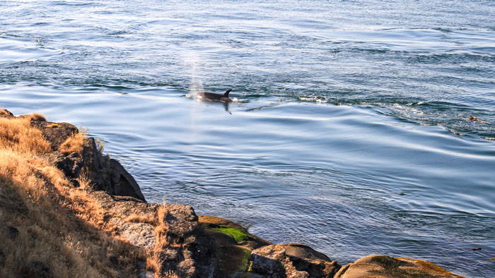 An orca swims near the rocky coast of Saturna Island, taking a breath and spraying up a mist of water.