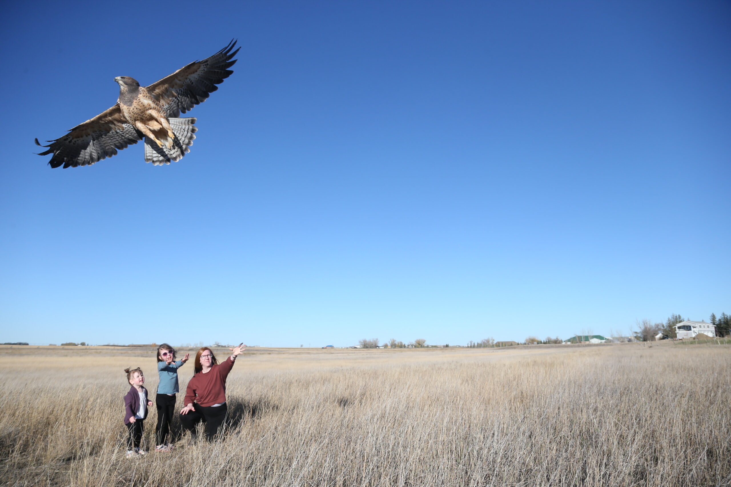 To Save Raptors, They Focused on Their Neighbours - Asparagus Magazine